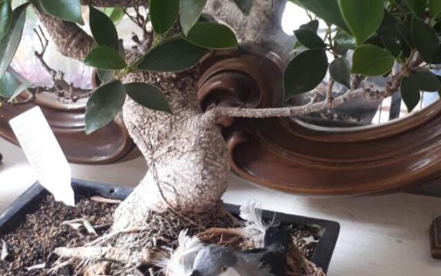 Mamarico' Apartament