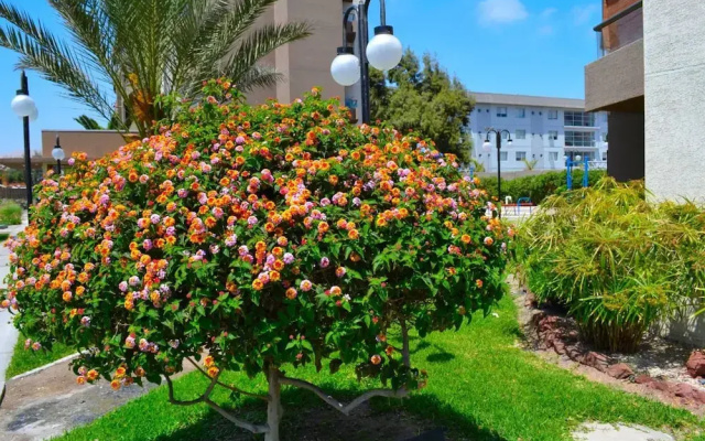 Apartamentos Alma Socoroma