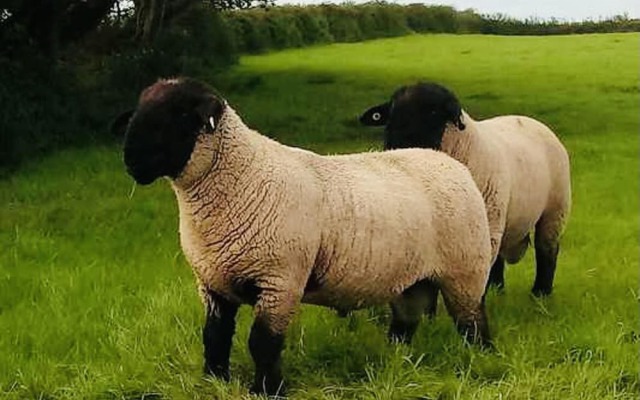 The Snuggly Sheep Shepherd Hut Campview Farm Stay
