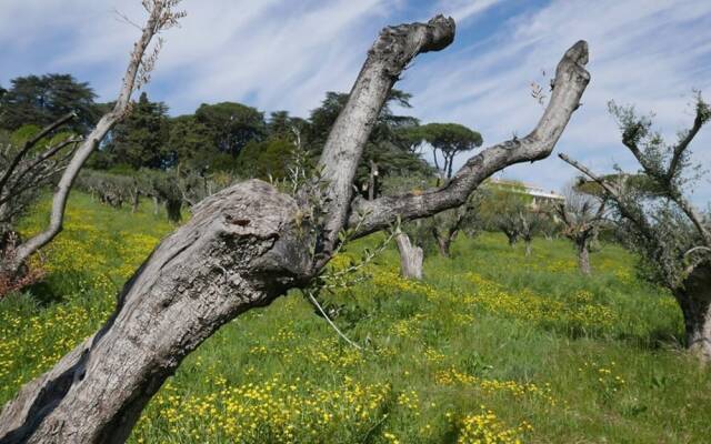 Villa Cavalletti Camere