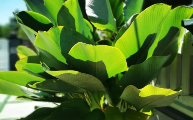 Surprised Homestay Butterworth