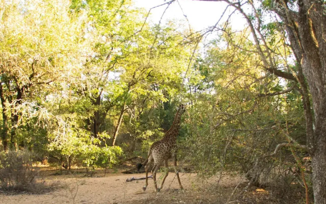 Abelana Safari Camp