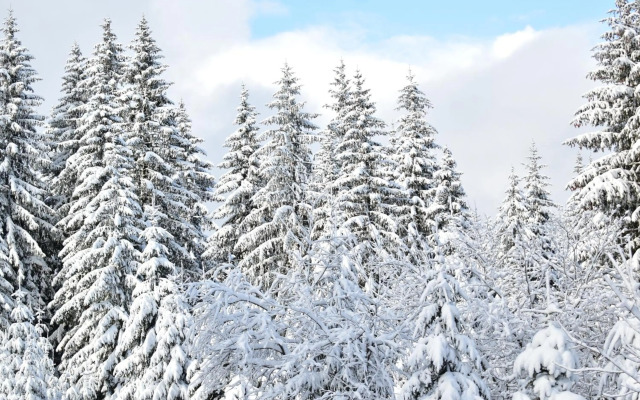 Olimpijska kuca A501