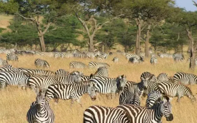 Naboisho Camp