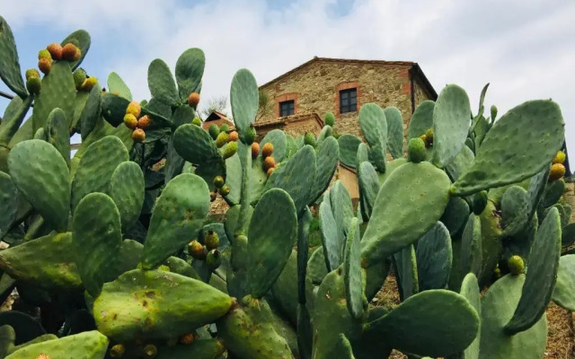 Casetta tre poderi appartamento Cactus