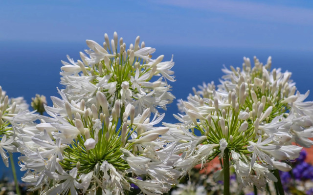 Casas Tipicas Candelaria Tabua