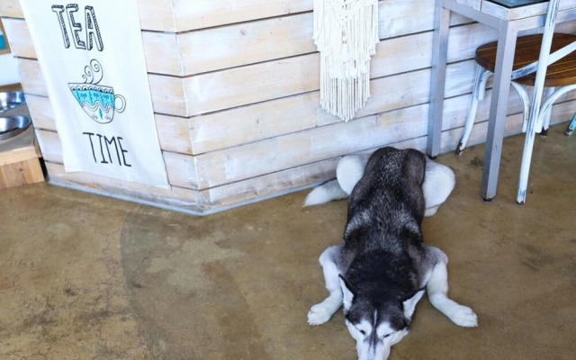 Yangyang Yoloha Surfhouse