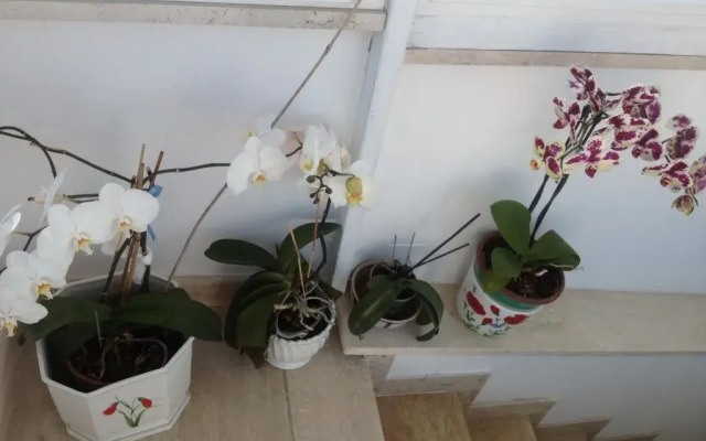 Guest House La Piazzetta