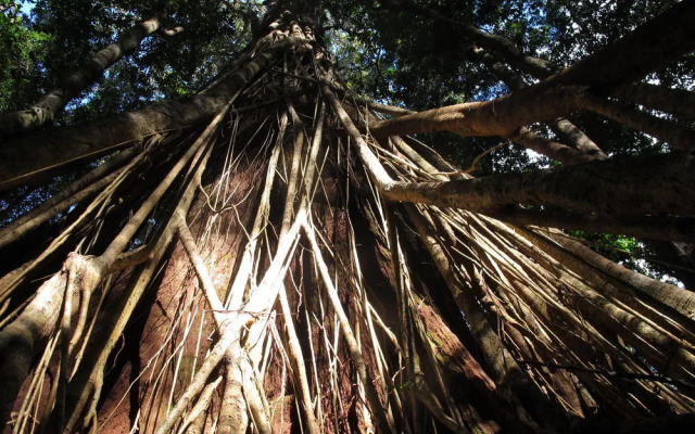 Ruah Rain Forest Retreat