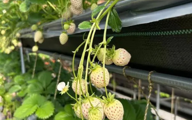 wushengJingyuan daizuyuan Branch)