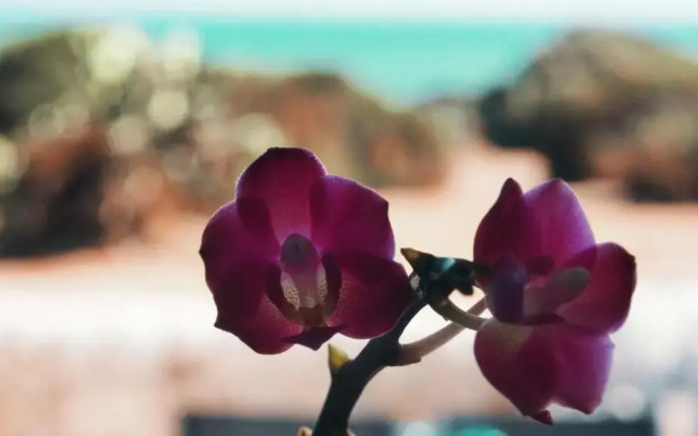 Rosa Marina