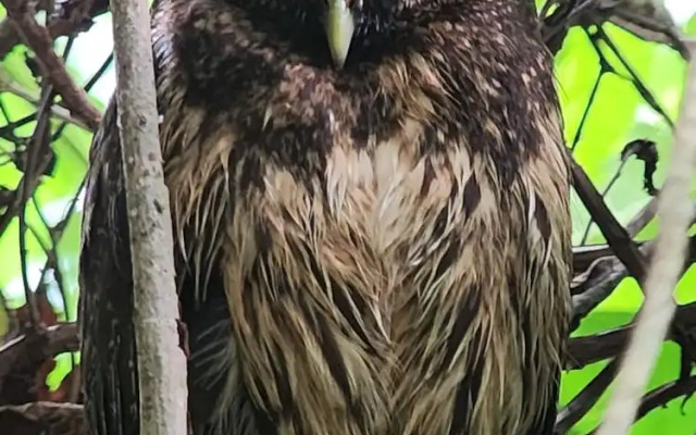 Ventanas en Corcovado