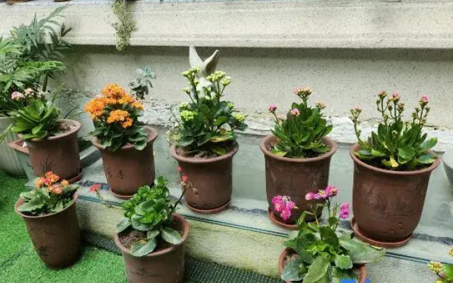 Yandangshan No.5 Meisu Homestay