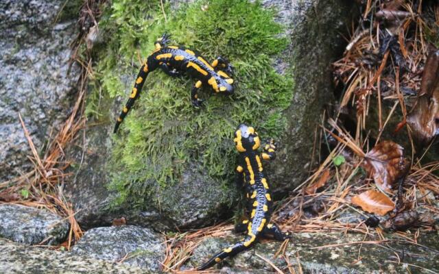 "Ferienwohnung Am Tharandter Wald"