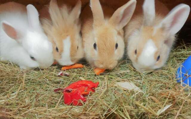 the Veitenhof Comfortable Holiday Residence