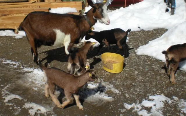 Ferienhaus Schett Paula