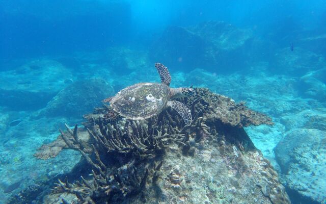 Cousine Island Seychelles