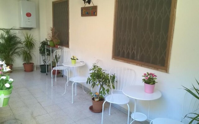 Olive Tree - Hostel