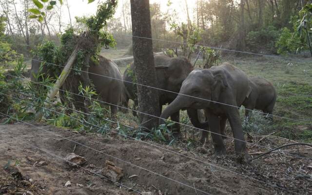 Tigertops Elephant Camp