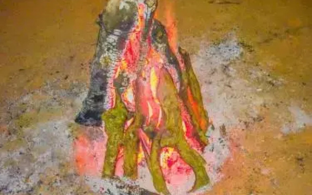 Wildwood Campfires