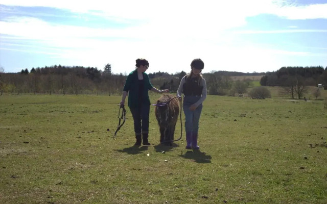 Stutteri Skandi Hest