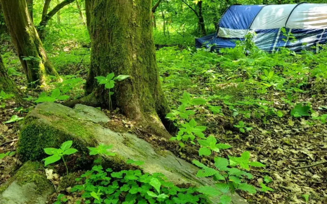 Waldhotel Pfarrmühle