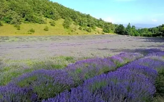 B&B I Girasoli