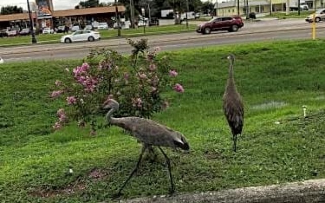 Enterprise Maingate Motel