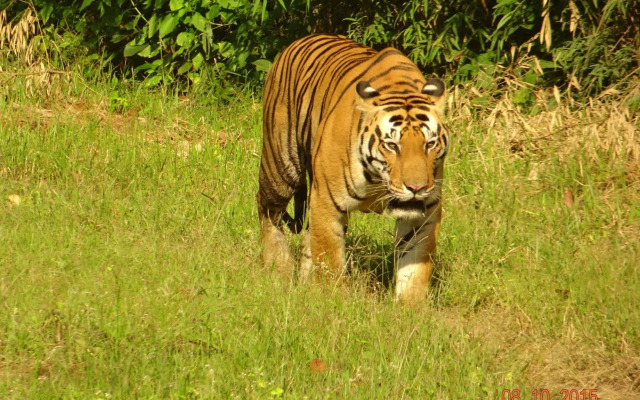 Windsor Tiger Resort