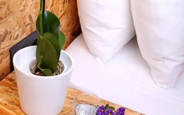Pitahaya Home Turkbuku