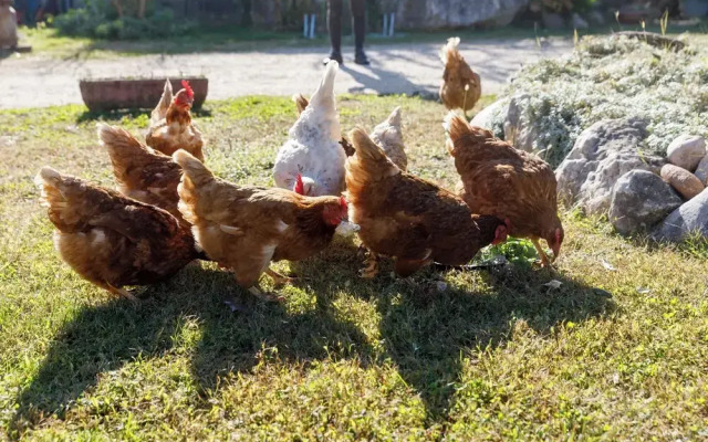 Agriturismo Agricamping GARDA NATURA