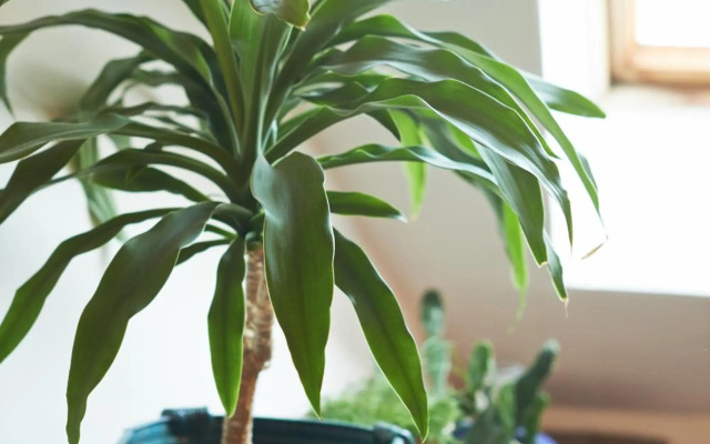 Regina House- sv. Mikalojaus 13