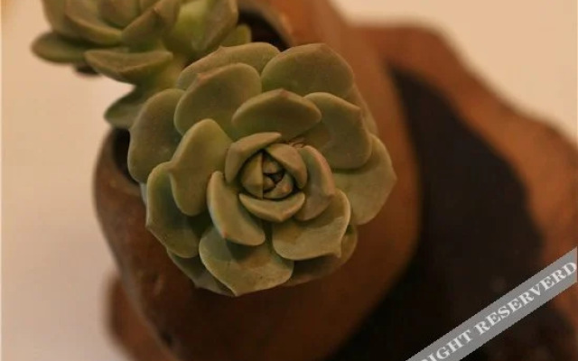 西湖隐庐酒店(杭州雷锋塔店)