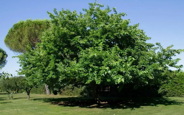 Appartamento Il Giglio