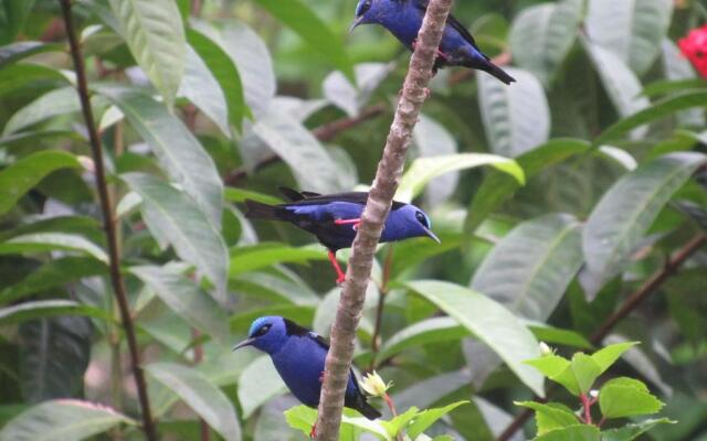 Cabaña El Bien Germina Ya