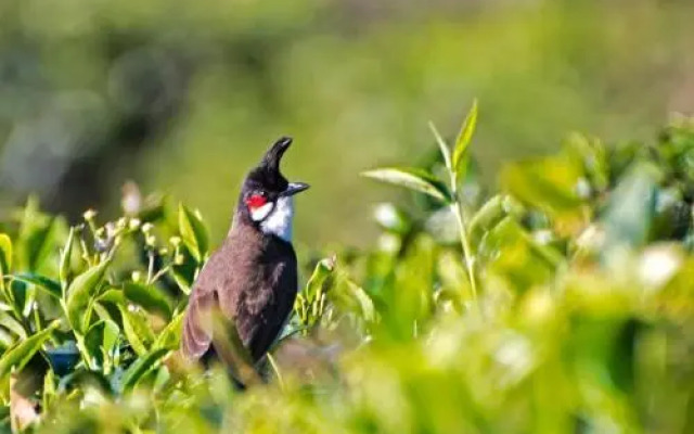 Teanest Nightingale