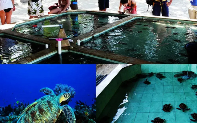 Sari Laut