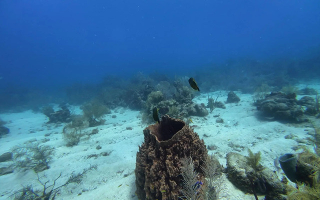 Hotel and Dive Center Roatan Yacht Club