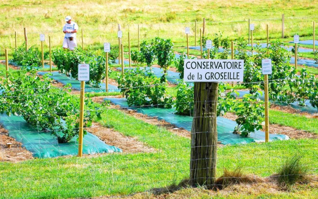 Villa des Groseilliers