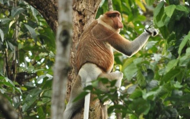 Borneo Nature Lodge