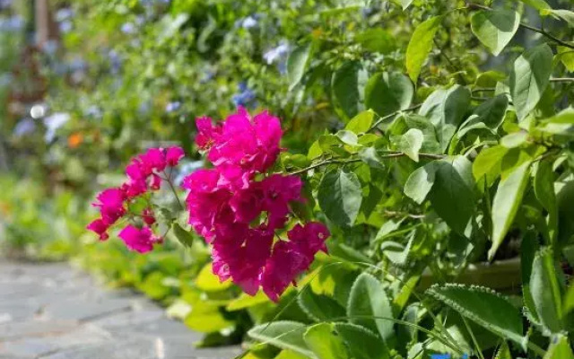 Yangxinggu Guesthouse
