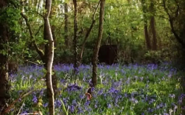 Ancient Woodland Retreat