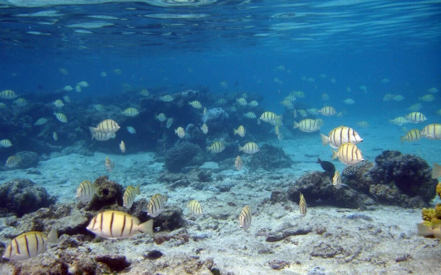 Tahiti Sail and Dive