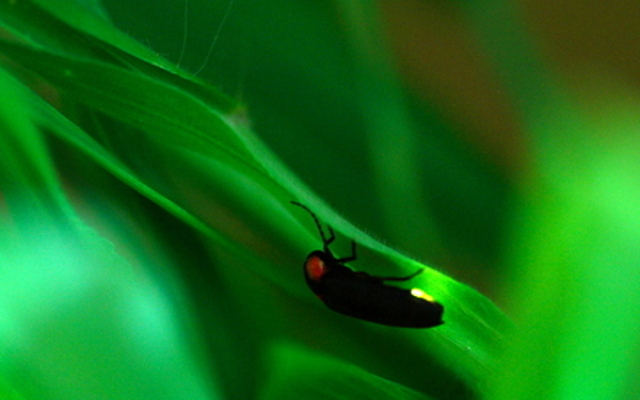 Yudani Onsen Ryoso Mitsui