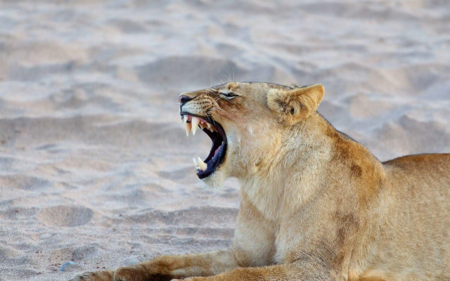 Sausage Tree Safari Camp