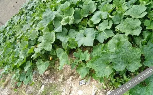 Wu'an Tuanyuan Farmstay