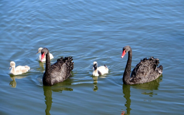 Yunderup Kannie Kottage