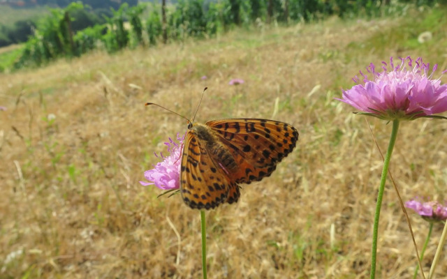 Borgo La Torre alle Tolfe