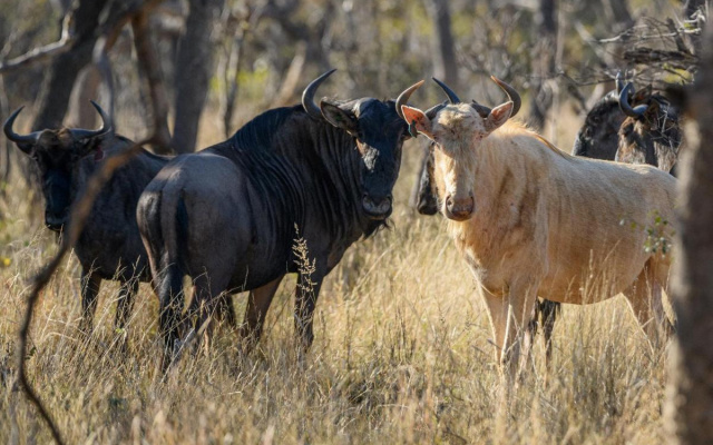 Waterberg Game Park
