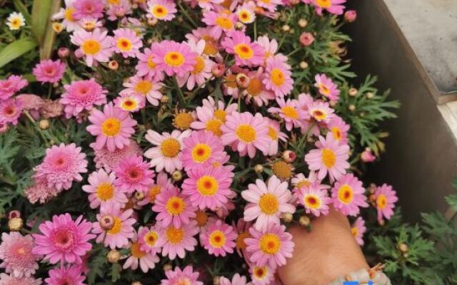 Lijiang Shangqingyuan Inn